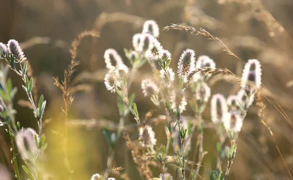çim ve çiçek yaz çayır yumuşak resmi