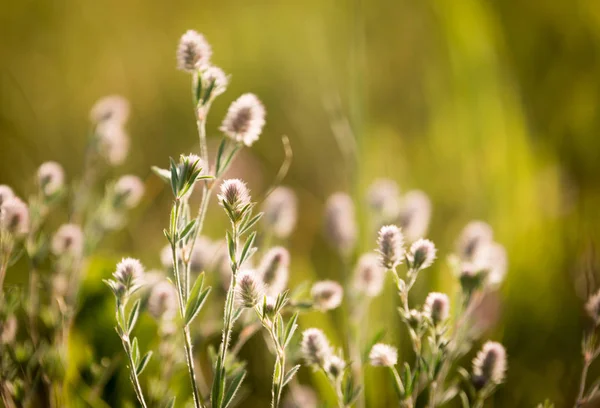 yaz çayır üzerinde ihale kır çiçekleri