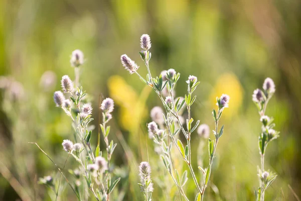 Petites Fleurs Sauvages Sur Prairie Été — Photo