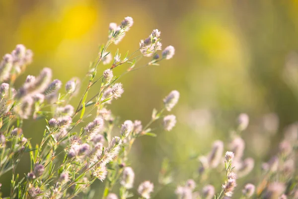 Yaz aylarında çayır üzerinde hassas kır çiçekleri