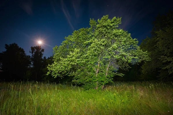 月光下的夜草原绿树 — 图库照片