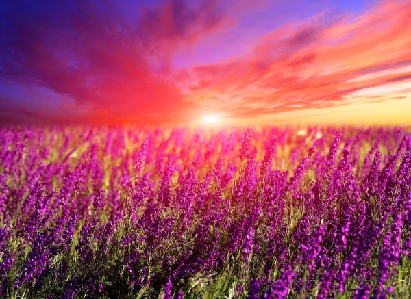 草原上夏日花朵的壮丽日落 — 图库照片