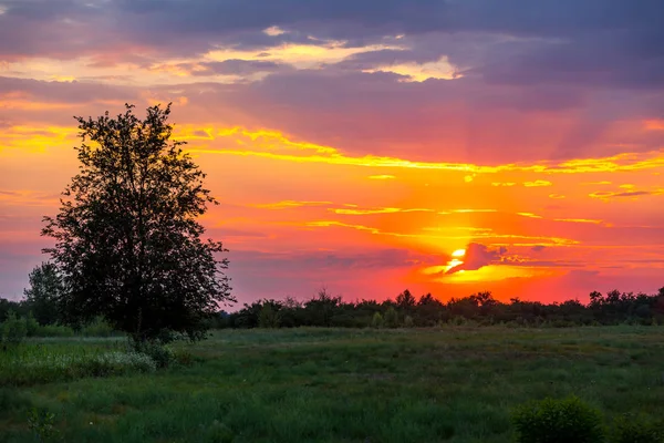 Mooie Zonsondergang Landschap Met Boom Steppe — Stockfoto