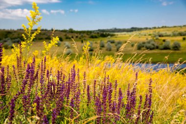 Yaz günü çayır üzerinde güzel kır çiçekleri