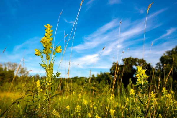 Wilde Bloemen Weide Zomer Steppe — Stockfoto