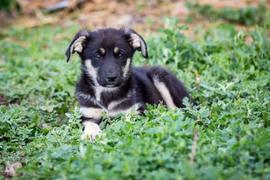 Yeşil çayır üzerinde küçük köpek