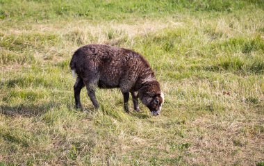 Yeşil Mera üzerinde komik kuzu