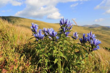 Karpatlar çayır kır çiçekleri