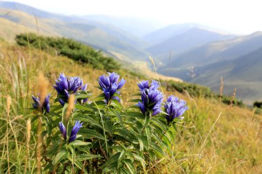 kır çiçekleri dağ çayır üzerinde