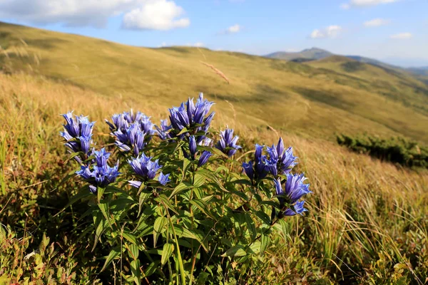 Güzel Kır Çiçekleri Bush Dağ Çayır — Stok fotoğraf