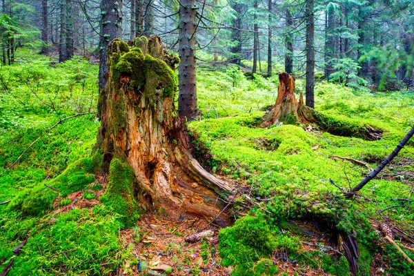 Mousse Verte Humide Sur Vieux Tronc Bois Dans Forêt — Photo