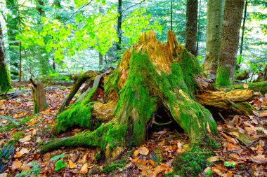 derin ormandaki yeşil ahşap güdük