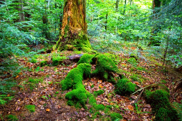 Bois Verts Dans Forêt Profonde Humide — Photo