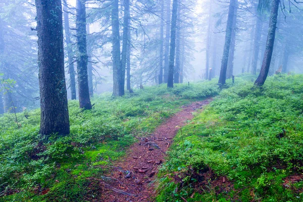 Paesaggio Con Sentiero Nella Misteriosa Foresta Verde — Foto Stock