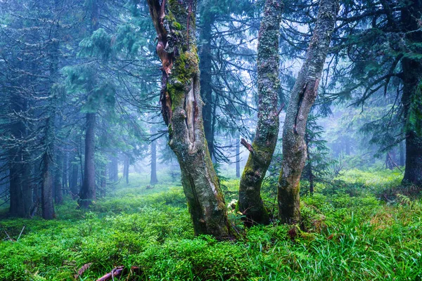 Paesaggio Nebbioso Nella Foresta Verde — Foto Stock