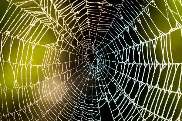 Telaraña Con Gotas Rocío Mañana —  Fotos de Stock