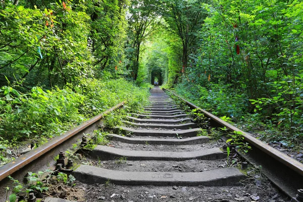 Landscape Old Railway Green Forest — Stock Photo, Image