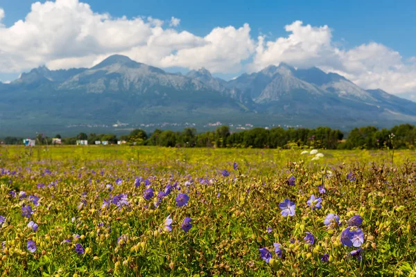 Летний Полевой Цветочный Луг Горах — стоковое фото