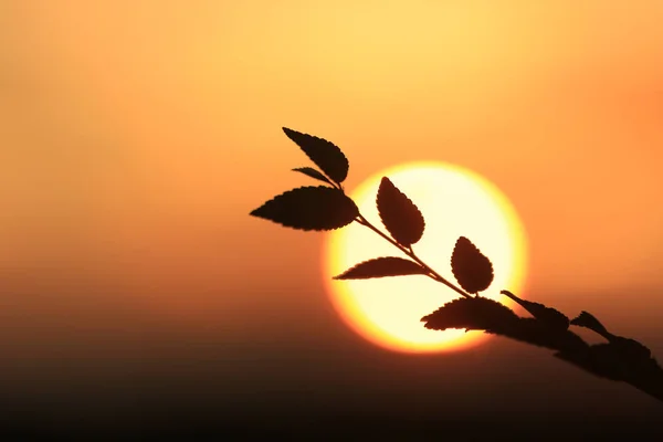 Albero Ramoscello Sfondo Rosso Tramonto — Foto Stock