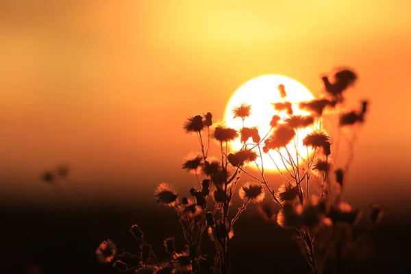 Adstract Kır Çiçekleri Günbatımı Arka Plan Üzerinde — Stok fotoğraf