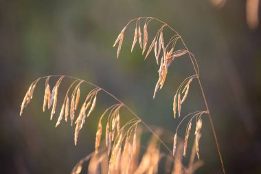 güneş ışığı çayır üzerinde güzel kuru ot