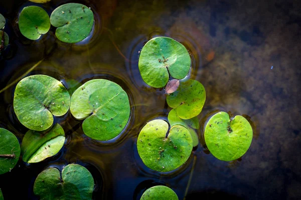 Driftweeds Feuilles Sur Eau Fond Abstrait — Photo