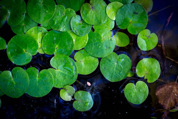 Küçük Yeşil Driftweeds Yüzeyine Yapraklar — Stok fotoğraf
