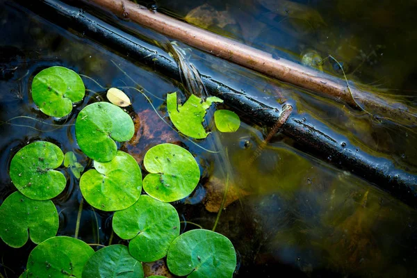 Green Driftweeds Leafs Lake Water Surface — Stock Photo, Image