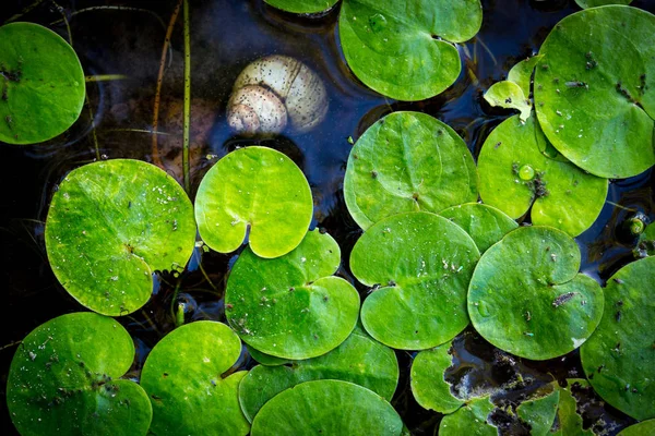 Folhas Verdes Superfície Água Lago Fundo Natural Abstrato — Fotografia de Stock