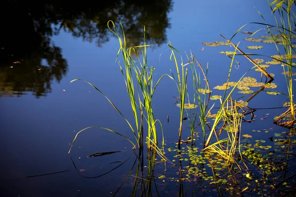 Canne Verte Abstraite Dans Eau Bleue Lac — Photo