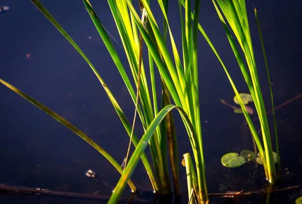 Pousse Canne Verte Dans Eau Bleue Lac — Photo