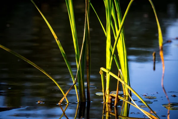 川の水で抽象的な杖芽 — ストック写真