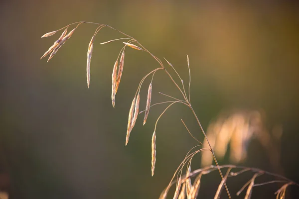 Bella Erba Secca Sul Prato Estivo — Foto Stock