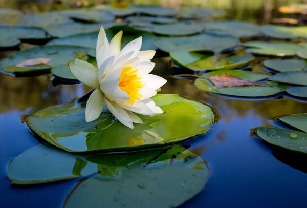 湖での単独での水ユリの花 — ストック写真