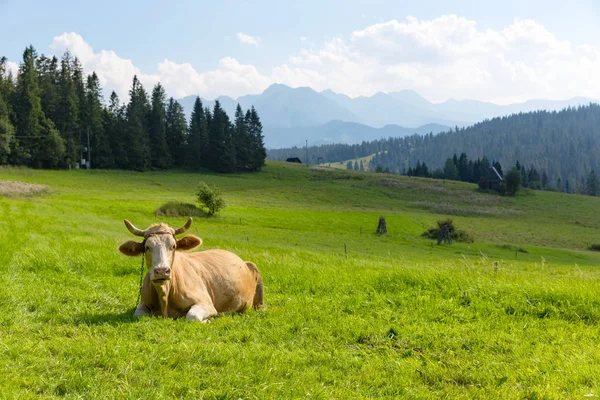 Kráva Zelené Pastviny Horách — Stock fotografie
