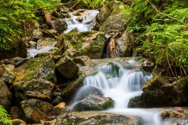 güzel dağ brook ıslak taşlar arasında