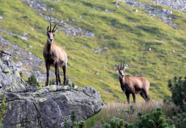 dağ keçileri Tatras yeşil dağ yamacında