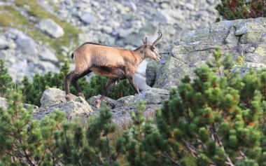 taşlar arasında vahşi dağ keçisi yürüyüş