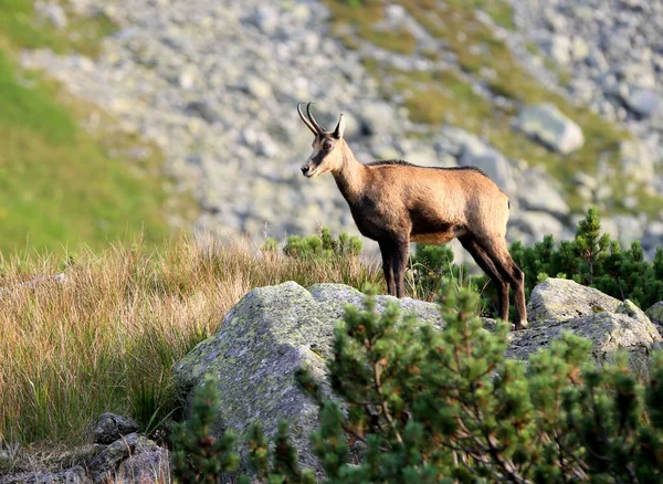 Wild Mountain Goat Stone Tatras — Stock Photo, Image