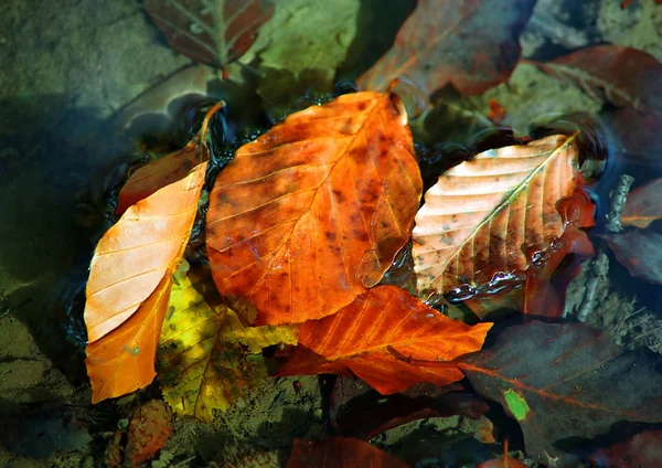 Abstrato Outono Esquerda Água — Fotografia de Stock
