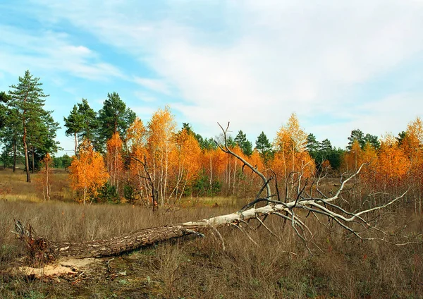 Medow の古い死んだ松の木のある風景します — ストック写真