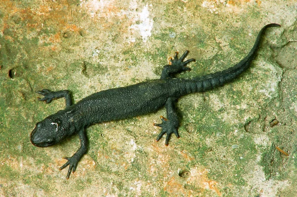 Salamandra Sobre Superficie Piedra — Foto de Stock
