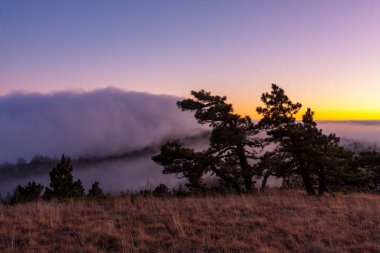 Dağ'ın sis çayır üzerinde çam ağaçları ile sahne akşam