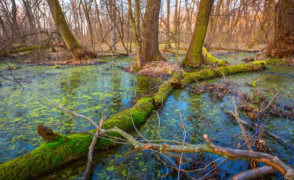 Landschap Met Groene Mos Oude Dode Eikenbossen Moeras — Stockfoto