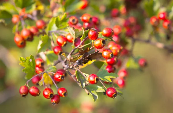 Parlak kırmızı meyveler - doğal arka plan ile alıç Şubesi