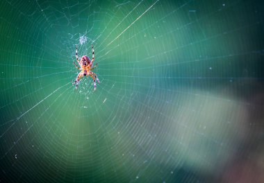 Ormandaki web örümcek