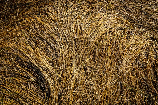 Dry Grass Abstract Natural Background — Stock Photo, Image