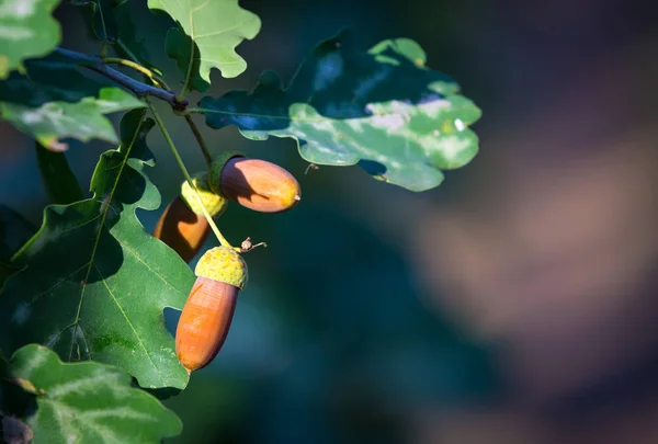 Abstract Oak Twig Acorns — Stock Photo, Image