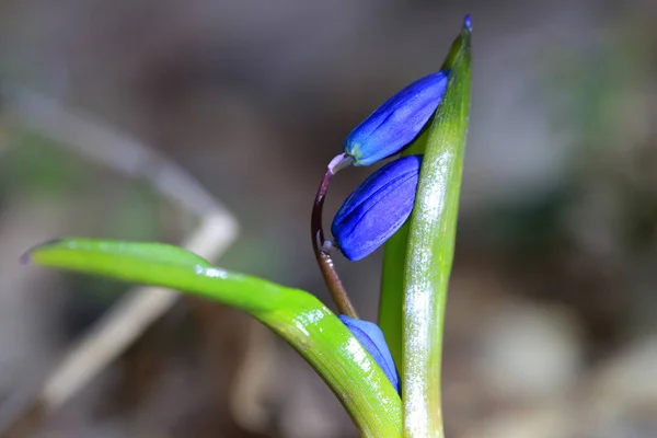 Piccolo Germoglio Scilla Bifolia Fiore Selvatico Primavera — Foto Stock