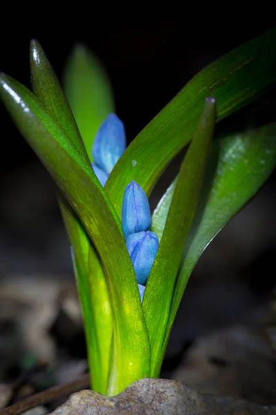 Petites Fleurs Sauvages Printanières Scilla Bifolia — Photo
